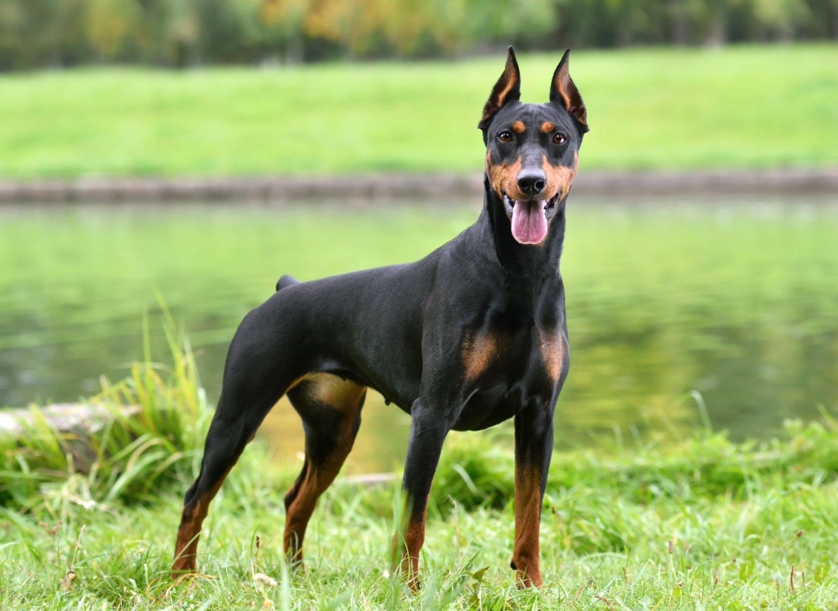 Are Dobermans good dogs